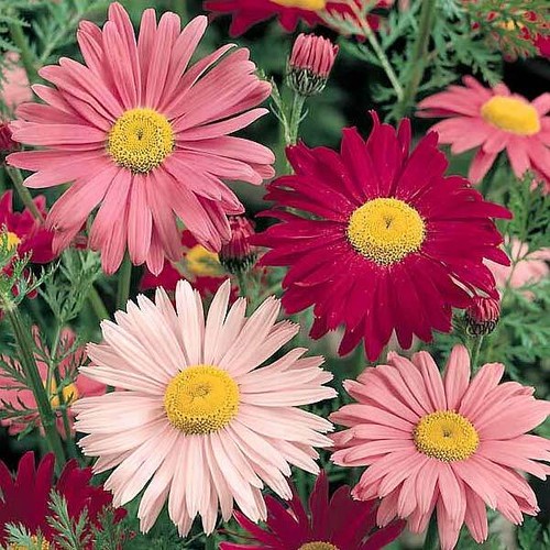 Painted daisy seeds - daisy, 300+
