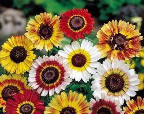 Painted daisy seeds tricolor - painted,