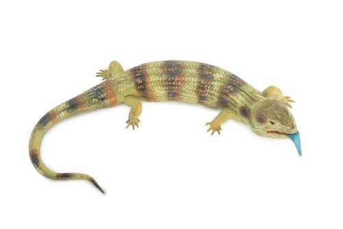 Blue tongue skink hard rubber - blue,