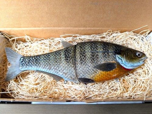 Hinkle shad genuine - hinkle,