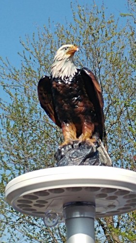 Flagpole eagle display - flagpole,
