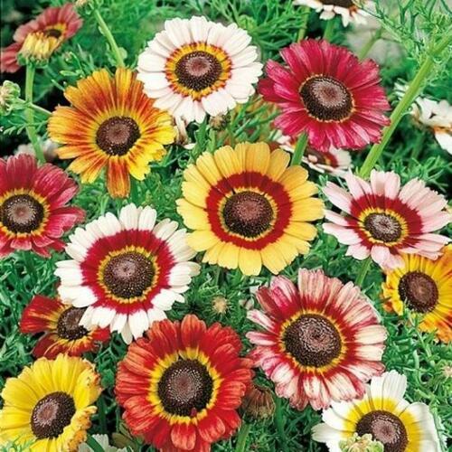 Painted daisy seeds - daisy, |