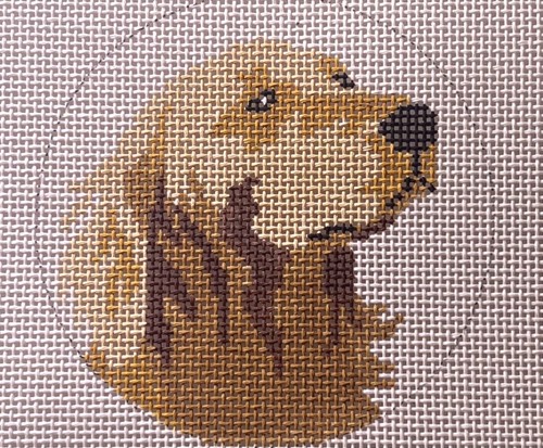 Mini golden retriever dog - mini,