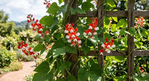 Painted lady runner bean - painted,